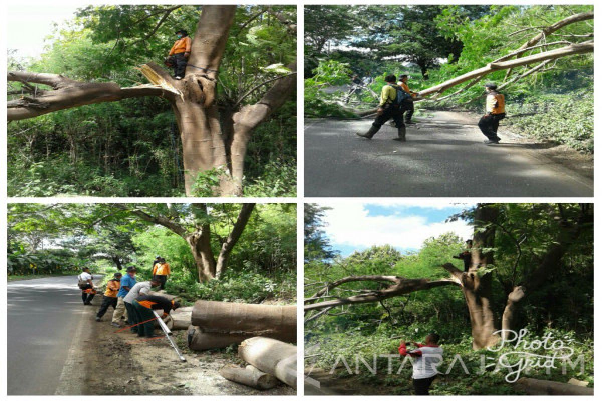 Tim Gabungan Potong Pohon Rawan Tumbang di Jalur Pantura Situbondo