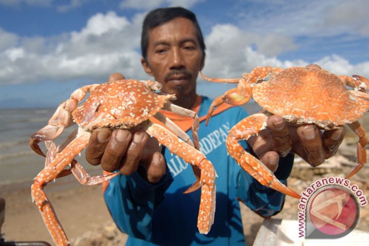 Tak lagi andalkan alam, kini rajungan bisa dibudidaya di tambak