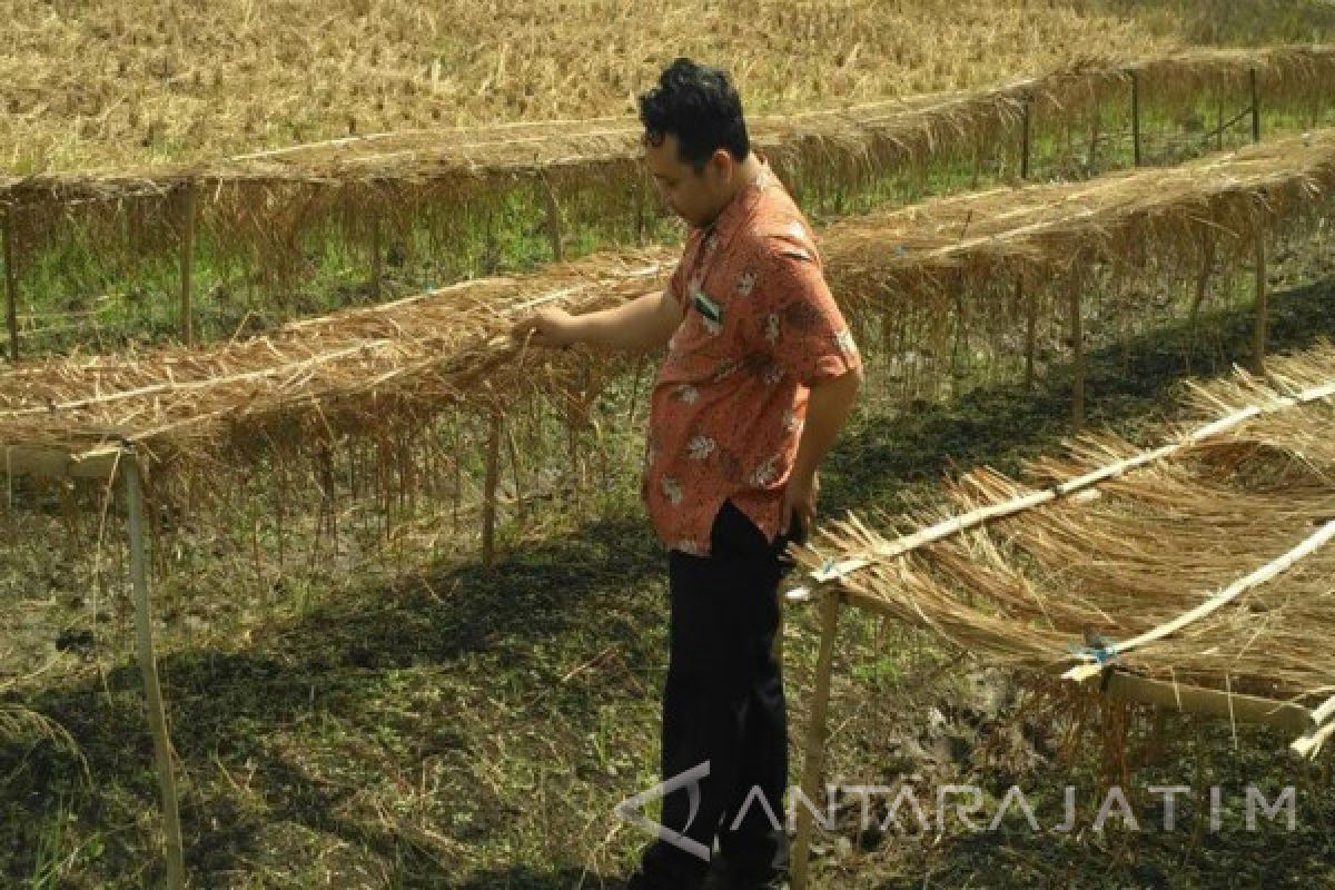 Dinas Pertanian Bojonegoro Optimistis Luas Tembakau Tercapai