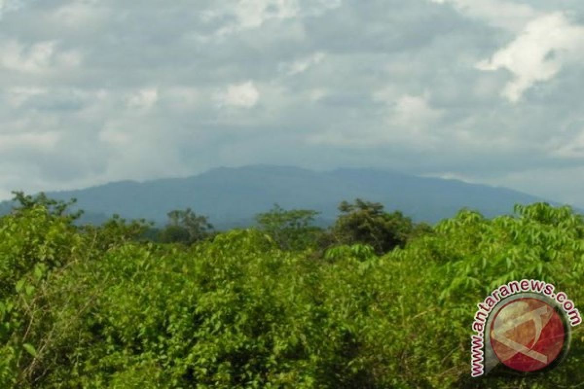 Pemprov ingin pangkas luasan kawasan hutan di Kalteng