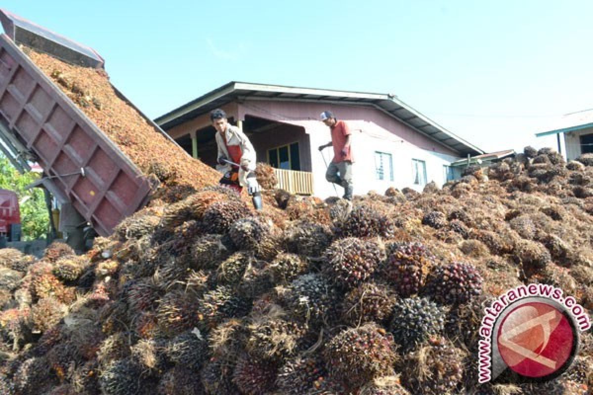 Perkebunan KTS tampung TBS petani Rp1.650/kg