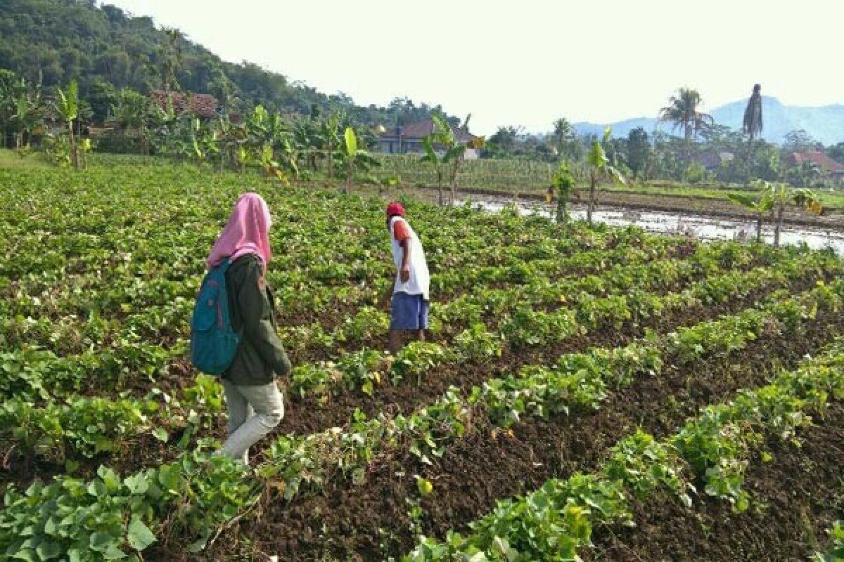 Mahasiswa IPB Bantu Petani Ubi Jalar Deteksi Virus