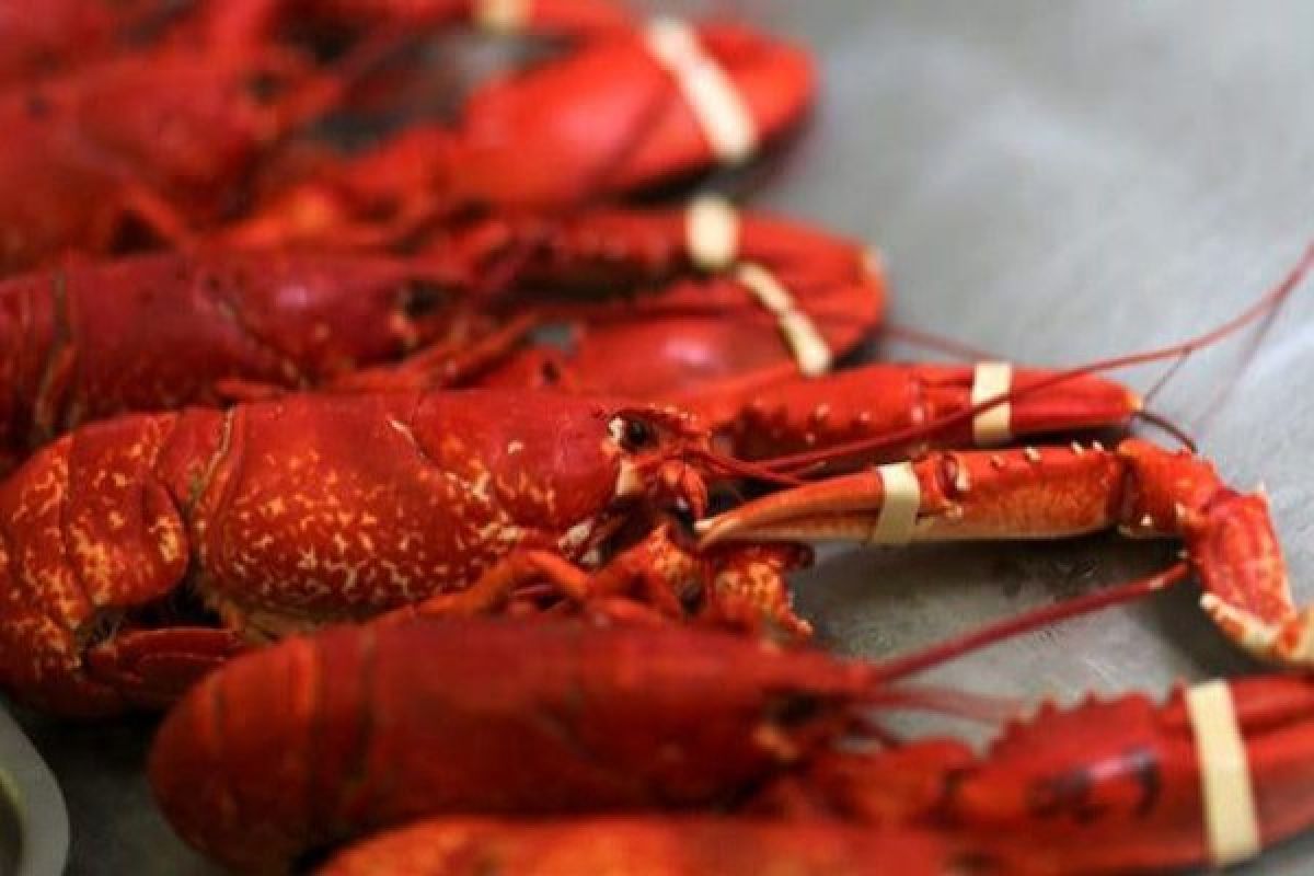 MA Italia putuskan lobster tidak boleh beku sebelum dimasak