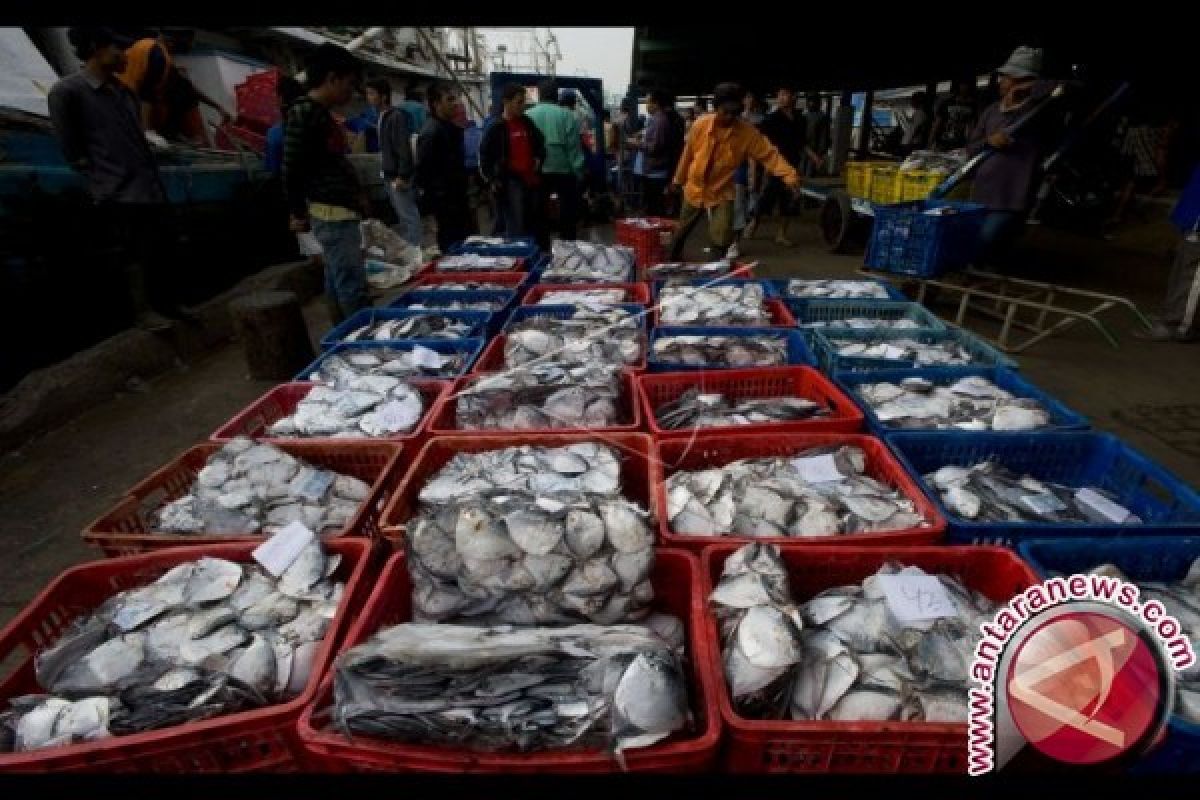 Pasokan Ikan Di Kendari Menurun