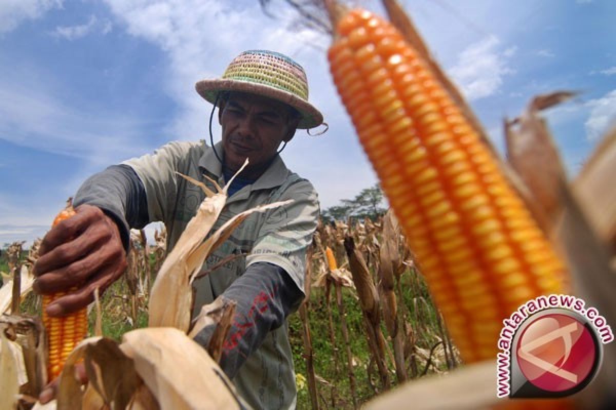 Bupati: Jagung Jadi Komoditi Unggulan Konawe Utara