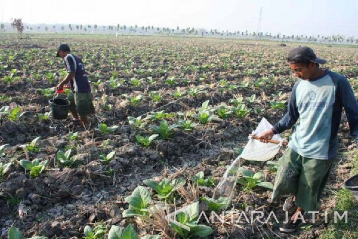 Petani Bojonegoro Mulai Tanam Tembakau Jawa