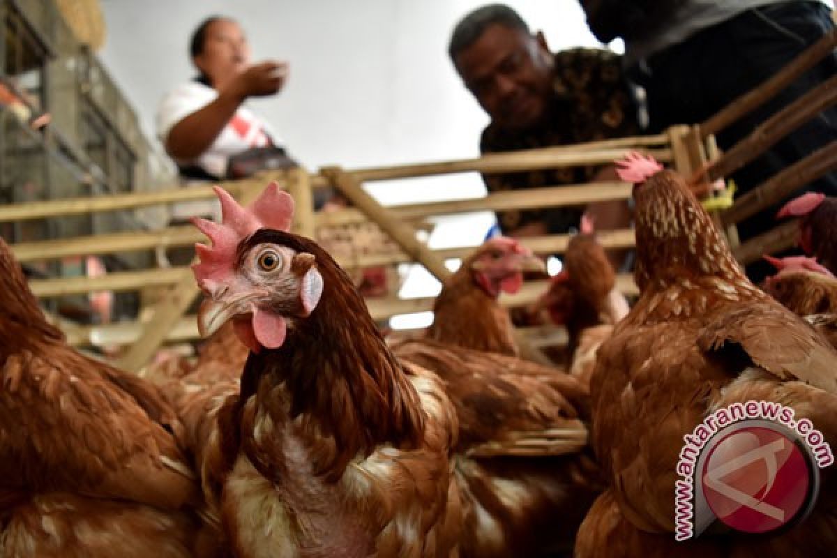 Kejadian langka di Tasik, ayam-ayam mati mendadak