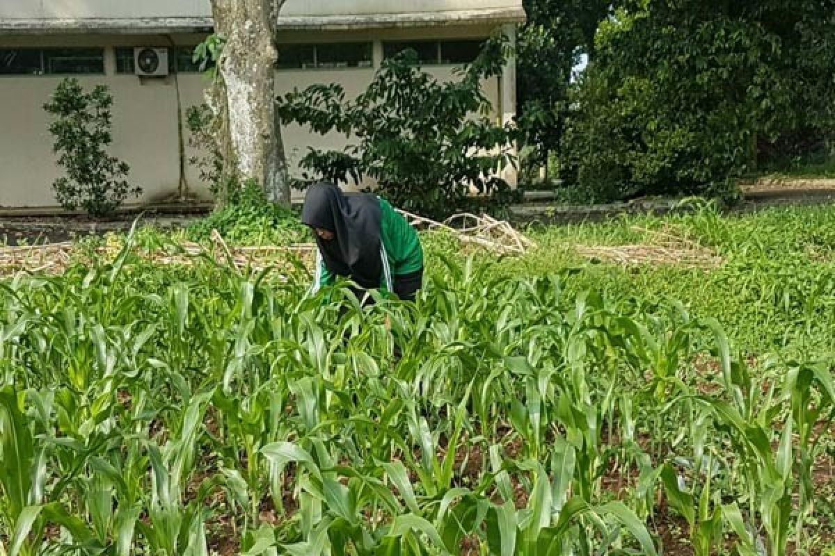 Mahasiswa IPB Gencarkan Penelitian Jagung Pulut