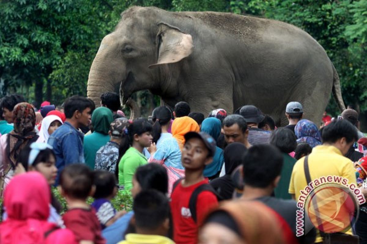 Pengunjung diperkirakan padati ragunan saat libur Imlek