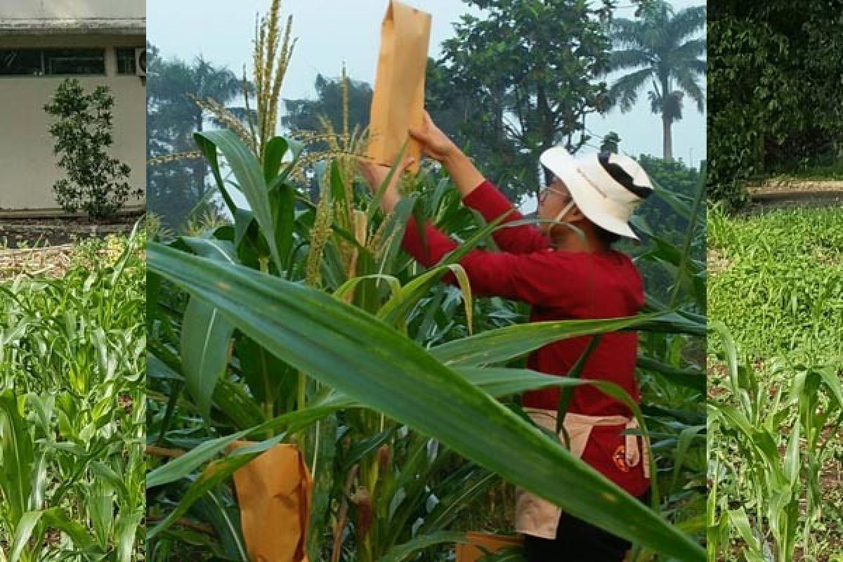 Mahasiswa IPB Tingkatkan Produksi Jagung Pulut