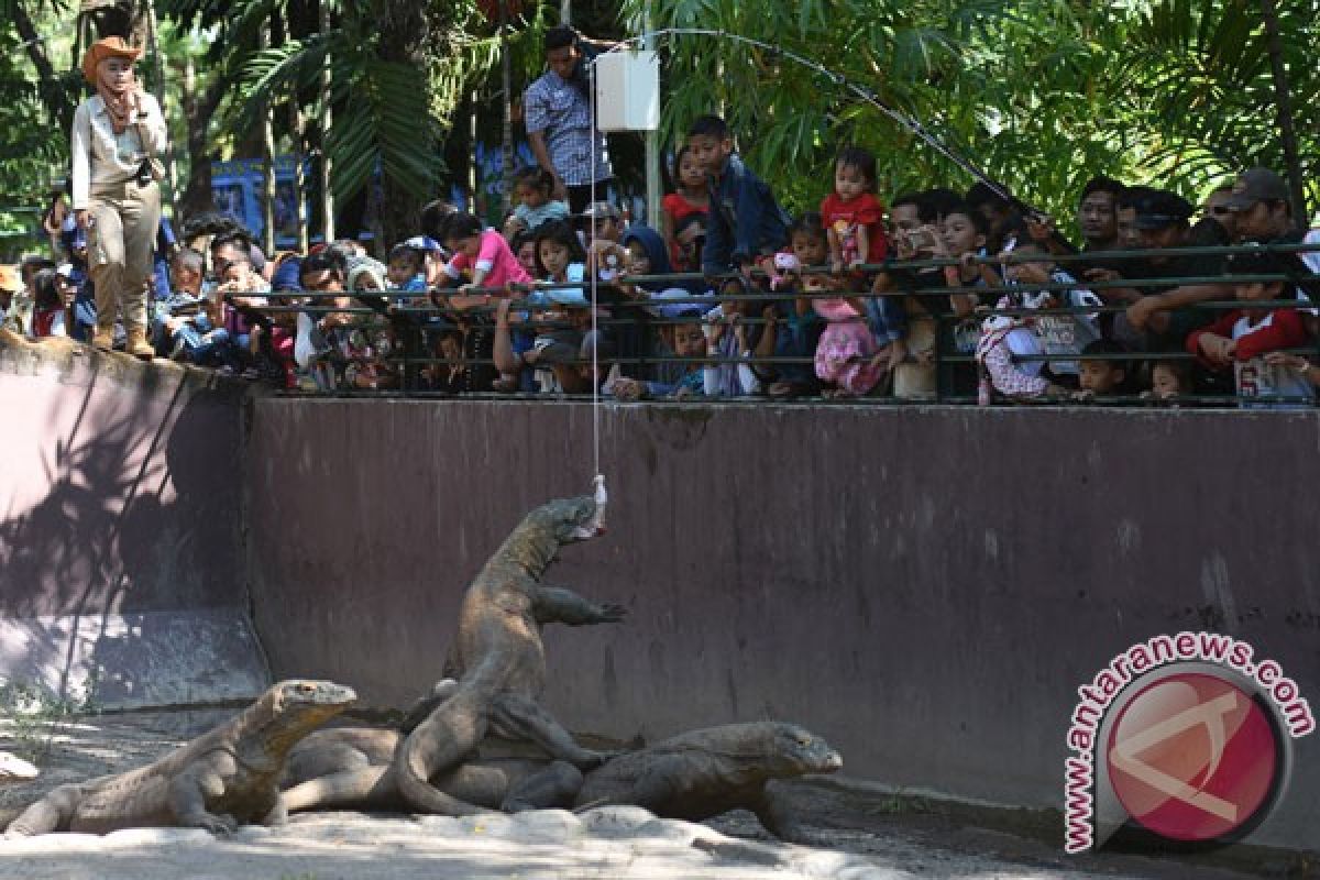 PDTS kesulitan atasi overpopulasi kebun binatang Surabaya