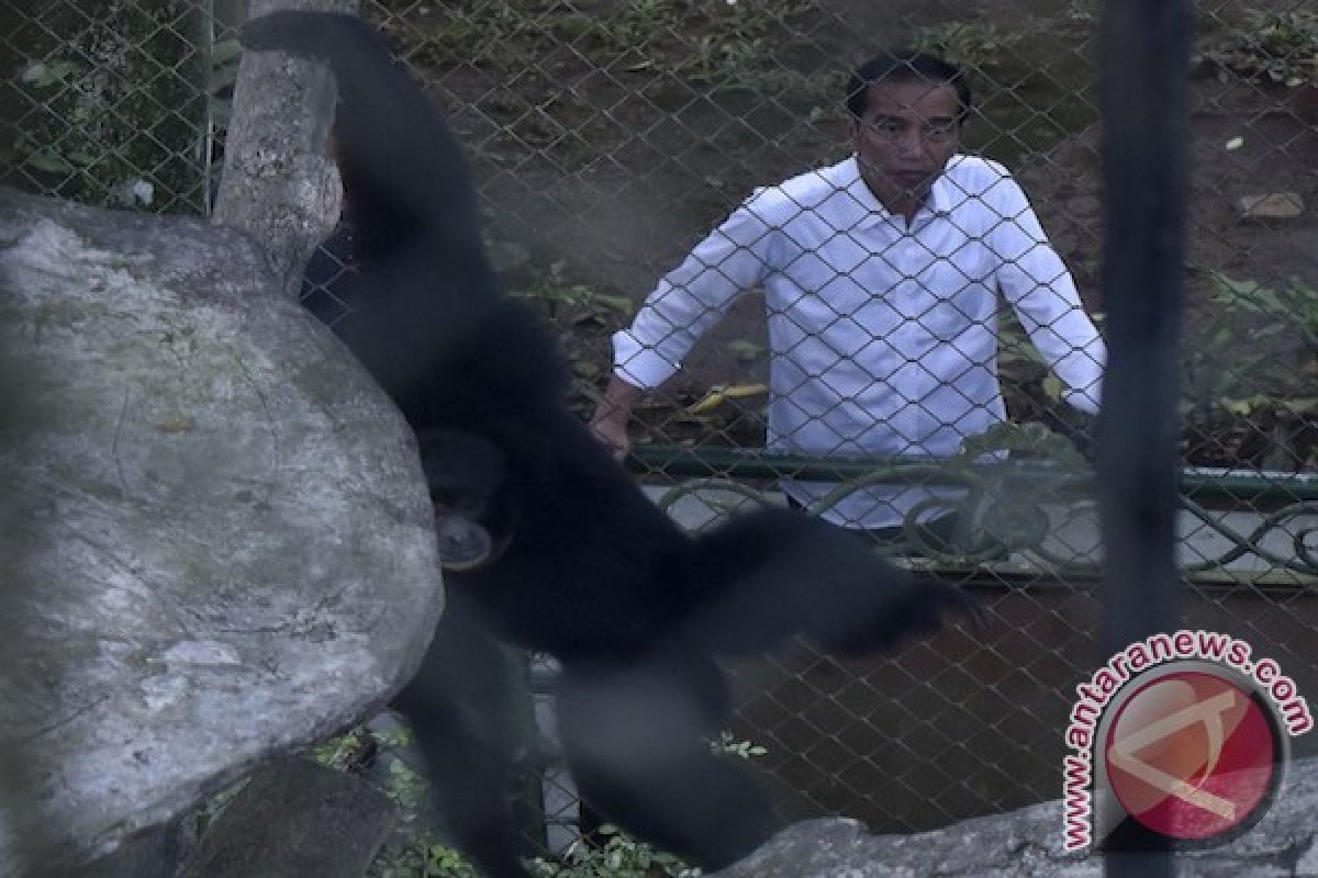 Presiden Jokowi beri makan Kumbo gorila Inggris