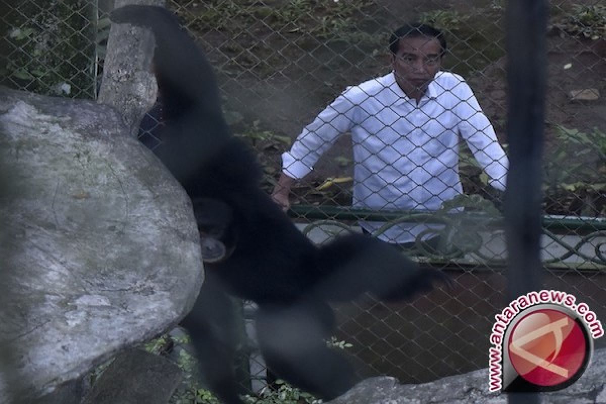 Presiden Jokowi Beri Makan Kumbo Gorila Inggris