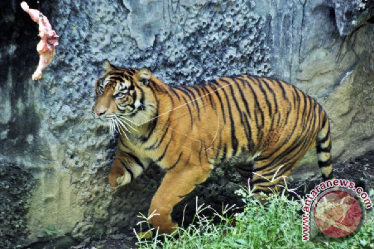 Tim lacak keberadaan Harimau Sumatera di Kabupaten Indragiri Hulu