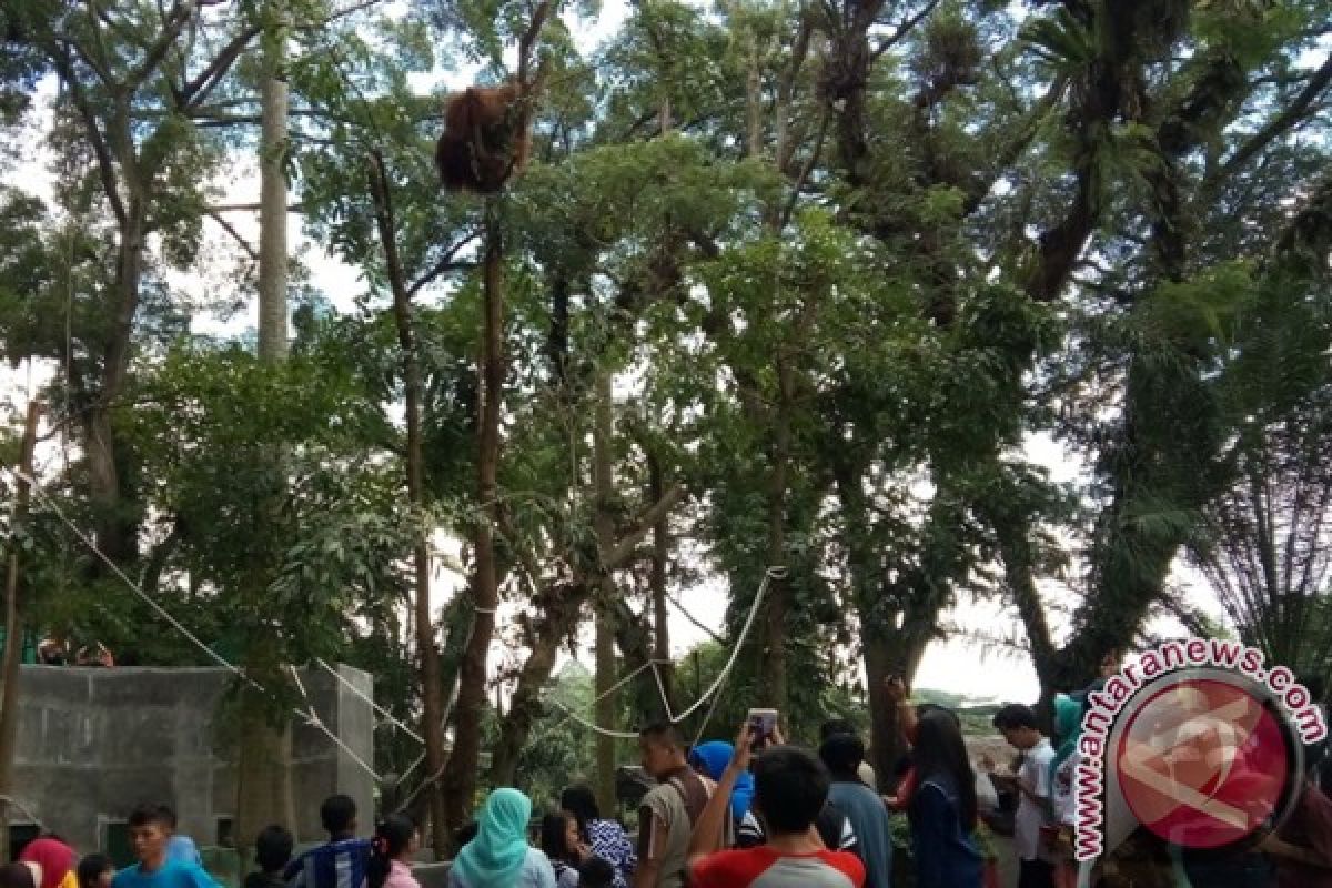 Lebaran Kelima, Pengunjung Zoo Siantar Capai 64.000 Orang