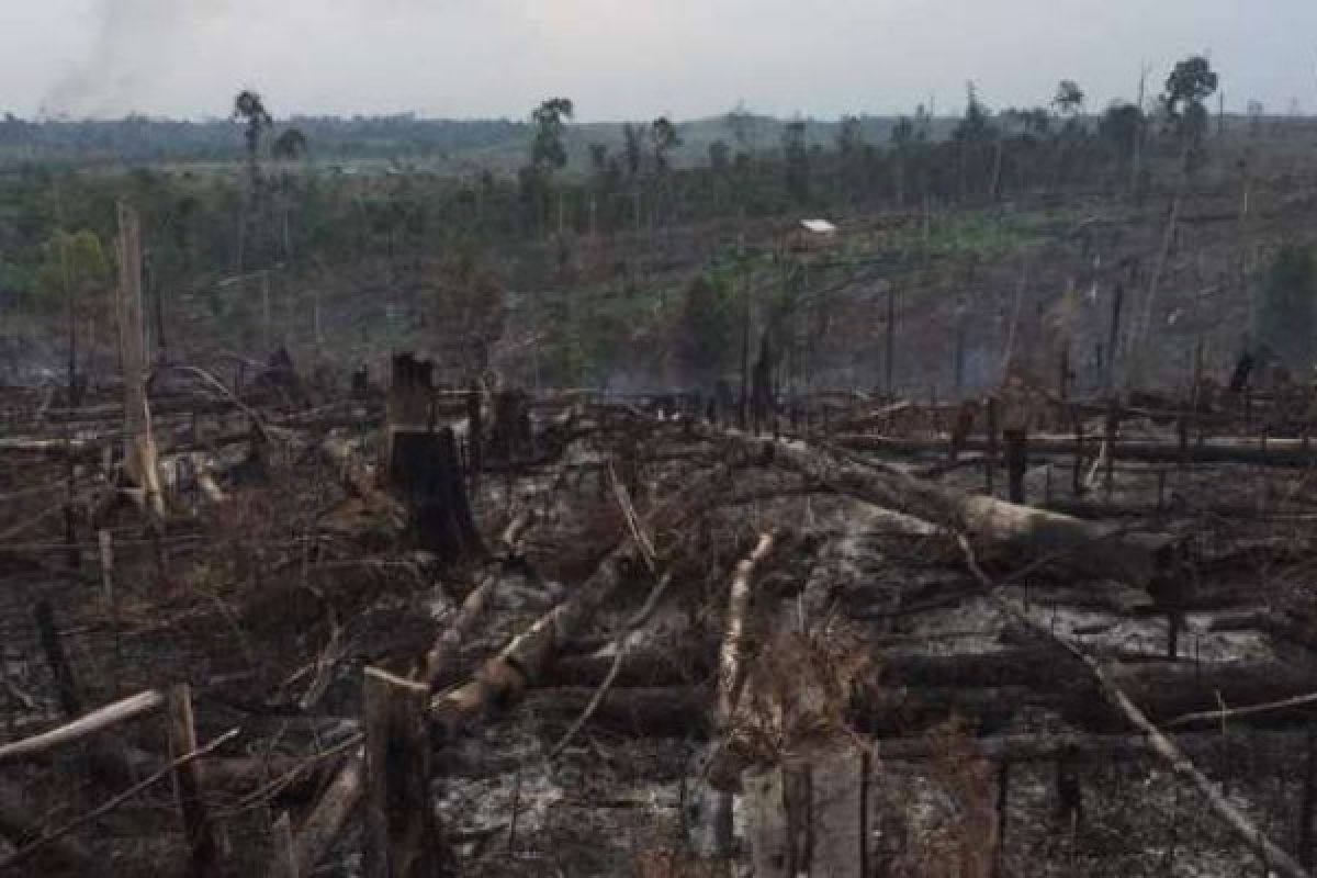 45 Hektare Lahan TNTN Sudah Ditebas, 25 Ha Diantaranya Terbakar