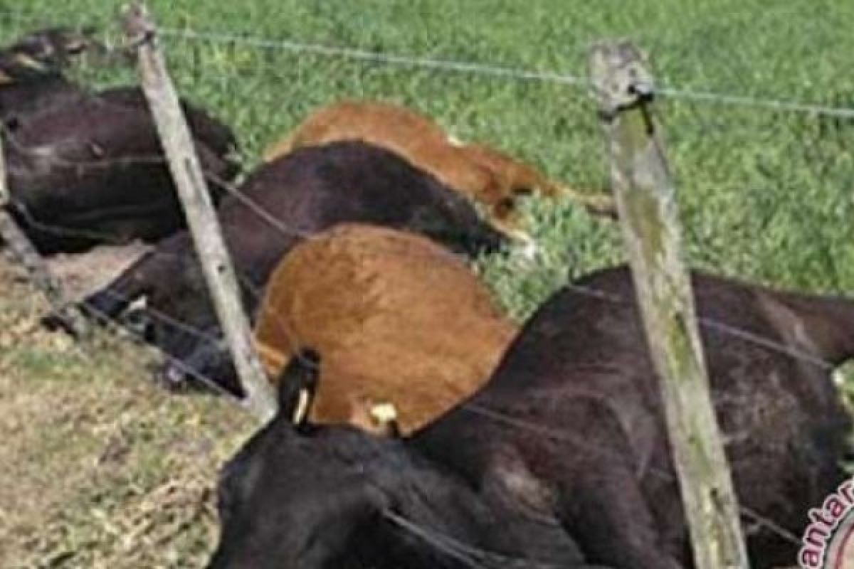 Diperkirakan 30 sapi mati mendadak karena terindikasi virus jembrana
