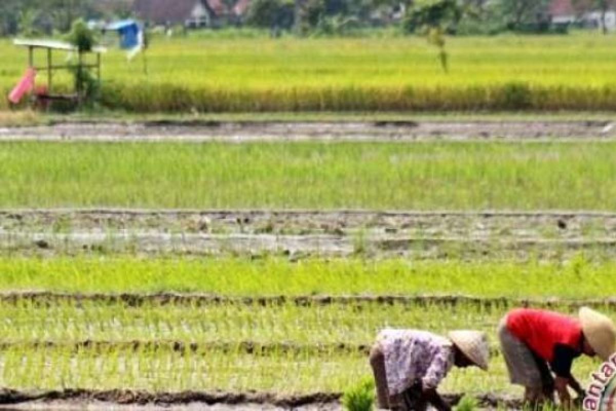 18.000 hektar lahan di Riau mulai ditanami padi pada triwulan I-2020