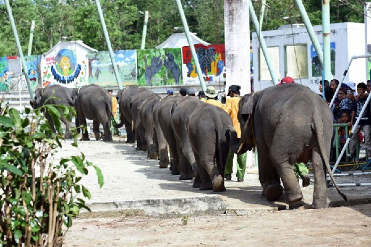 Gajah Lampung siap sambut kirab obor AG