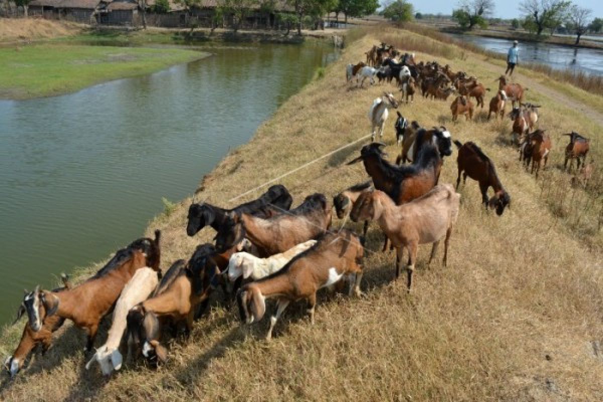 34 Kambing Terbunuh, Ratusan Warga Kota Ini Buru Pembunuhnya