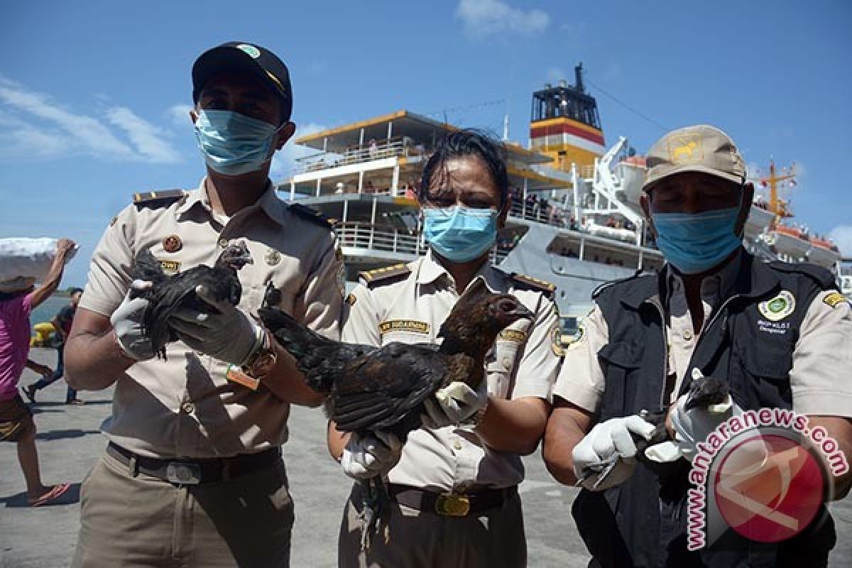 Balai Karantina Denpasar Sita Ayam Tanpa Dokumen