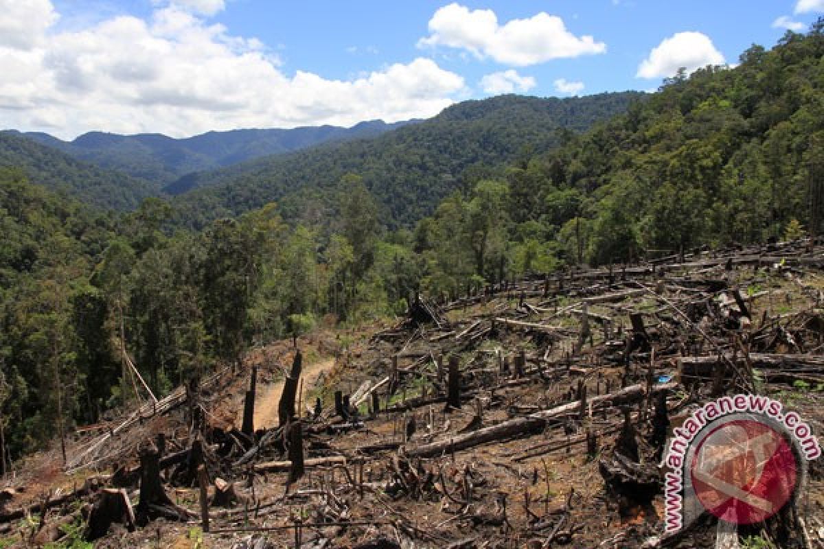 Hutan hujan tropis Sumatera tetap berstatus dalam bahaya