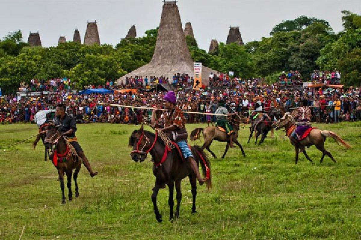 Festival 1001 kuda Sandelwood kembali "Bramding" Sumba