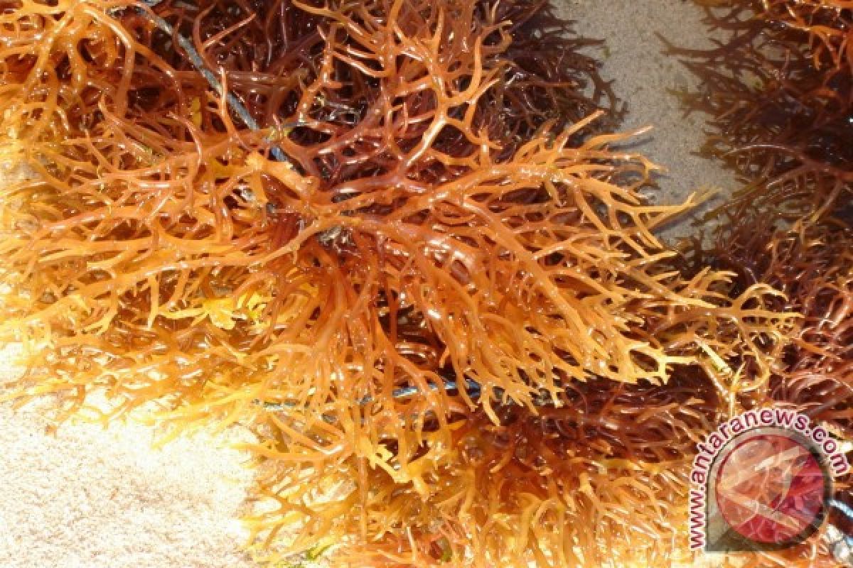 Mahasiswa IPB Kreasikan Rumput Laut Sebagai Krim Tabir Surya