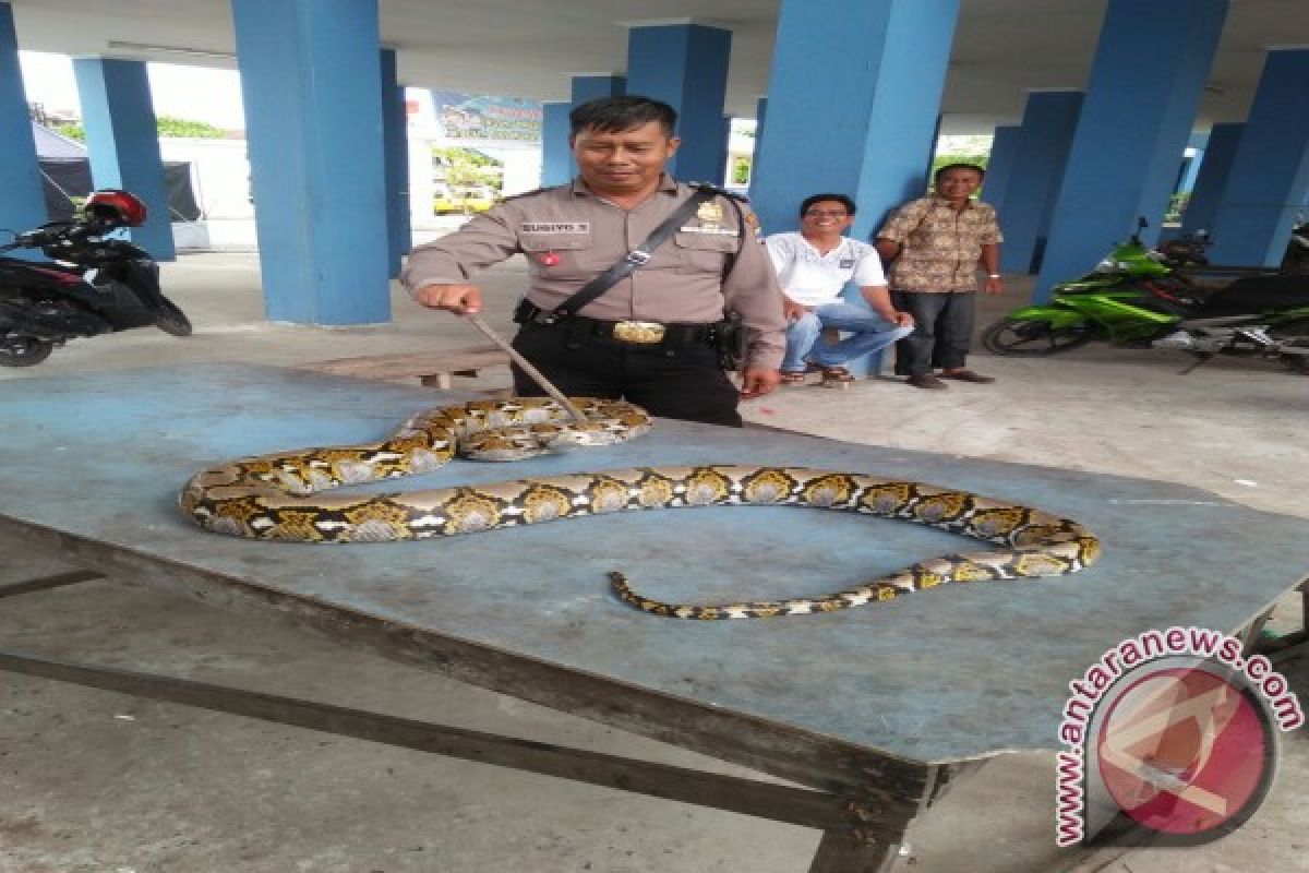 Ular Sawah Kunjungi Pos Pantau Terminal Pal 6