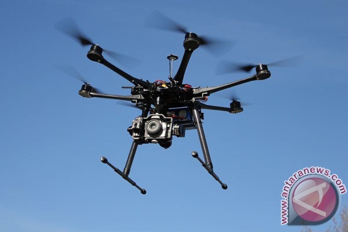 Studi: Penglihatan Lebah Bisa Ubah Cara Drone Melihat Dunia