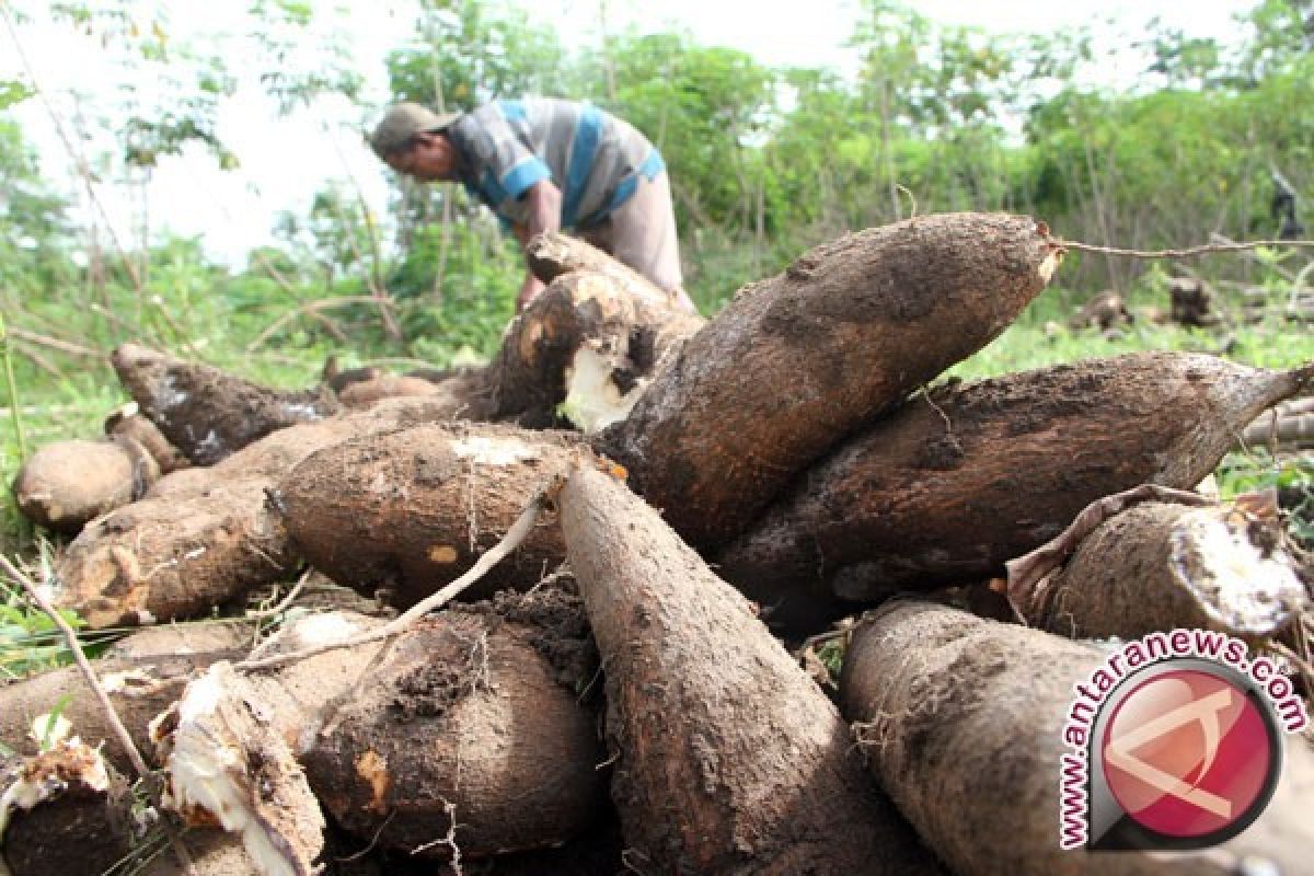 Di Kendari, harga ketela pohon capai Rp10.000/kg