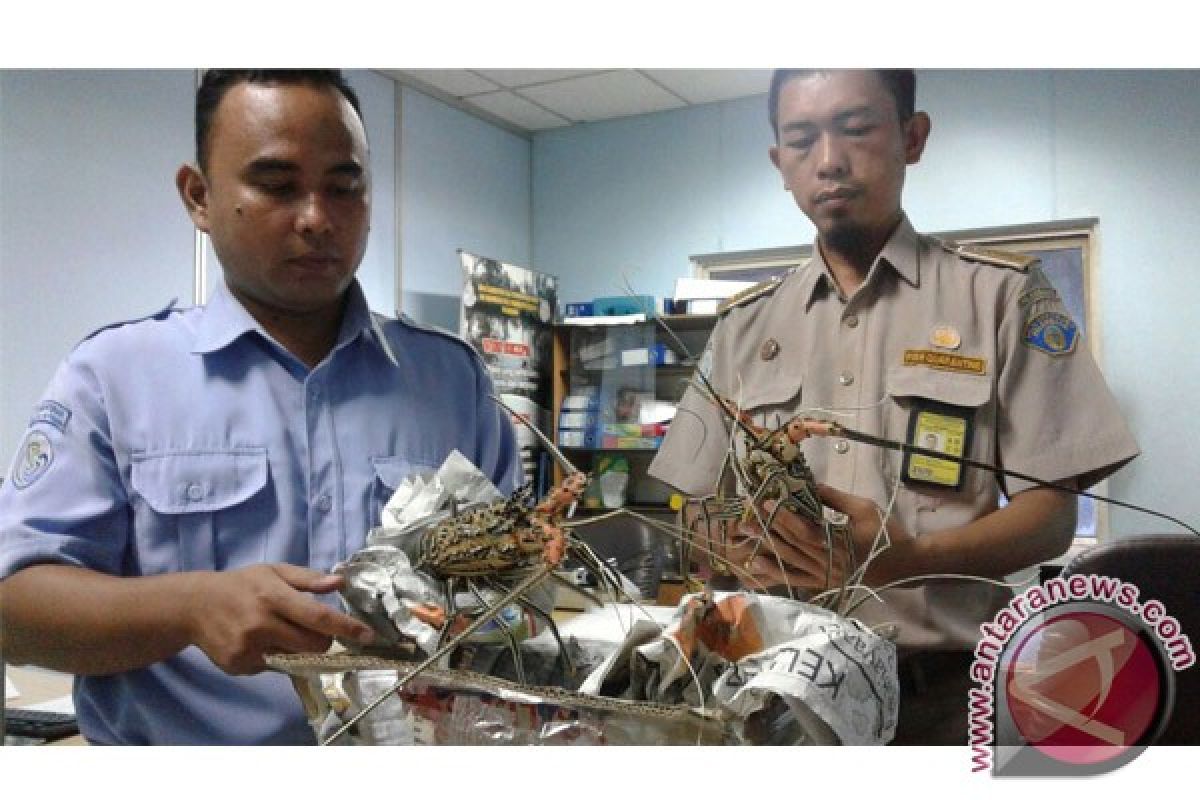 Lobster masuk Palembang pakai dokumen palsu