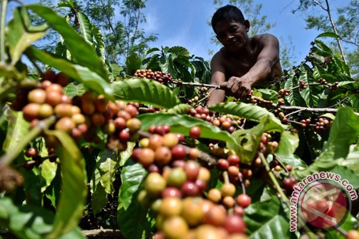 Kopi Robusta dikembangkan di Waykanan, Lampung