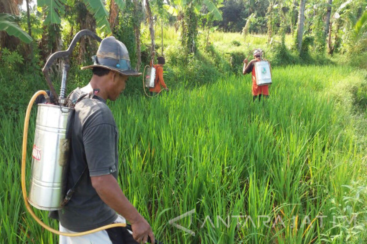 Hama Wereng Serang Lahan Pertanian di Sembilan Kecamatan Probolinggo