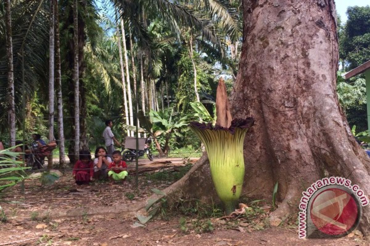 Warga Temukan Bunga Bangkai Dibawah Pohon Durian