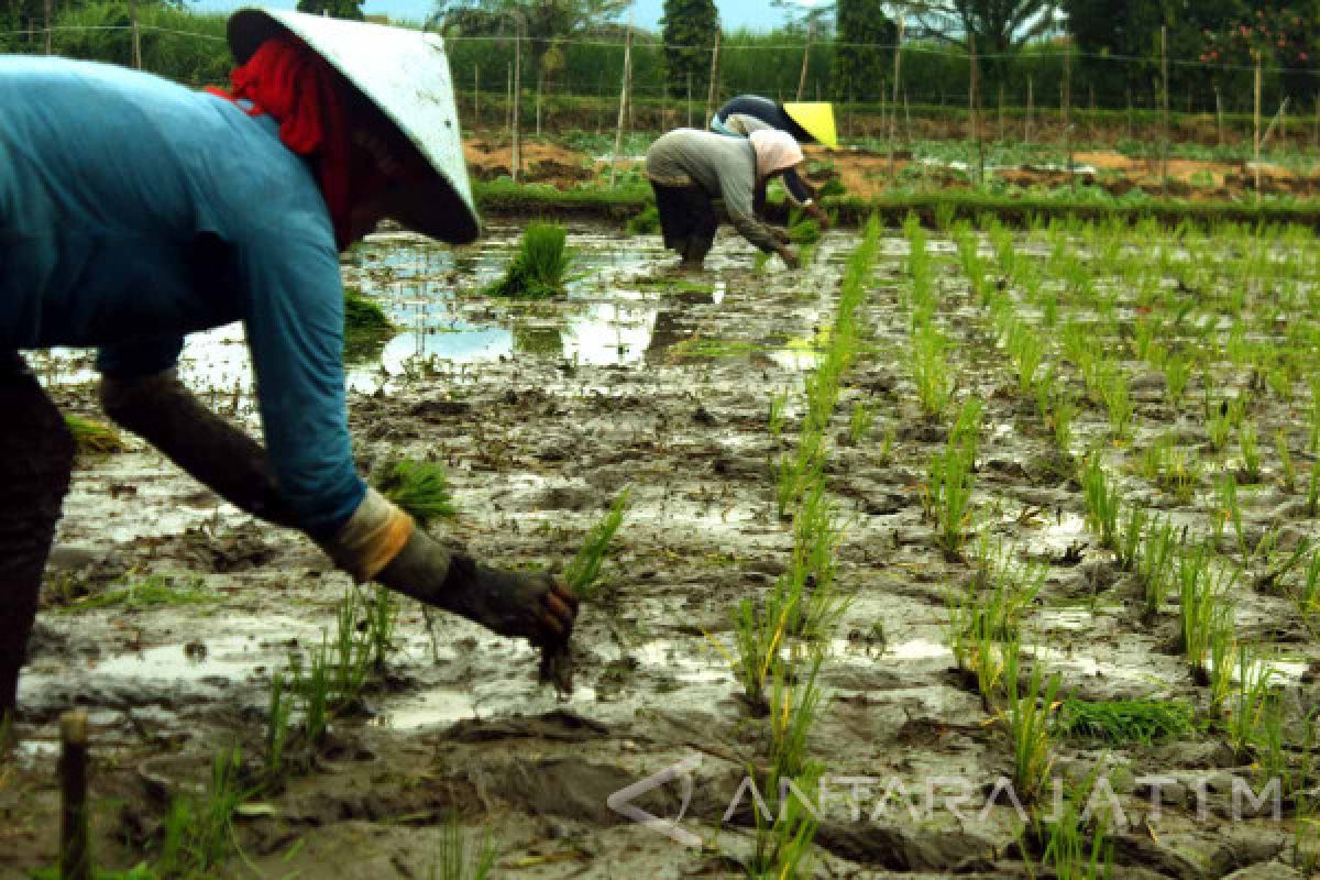 Pemkab Probolinggo Ajukan Penambahan Pupuk Bersubsidi