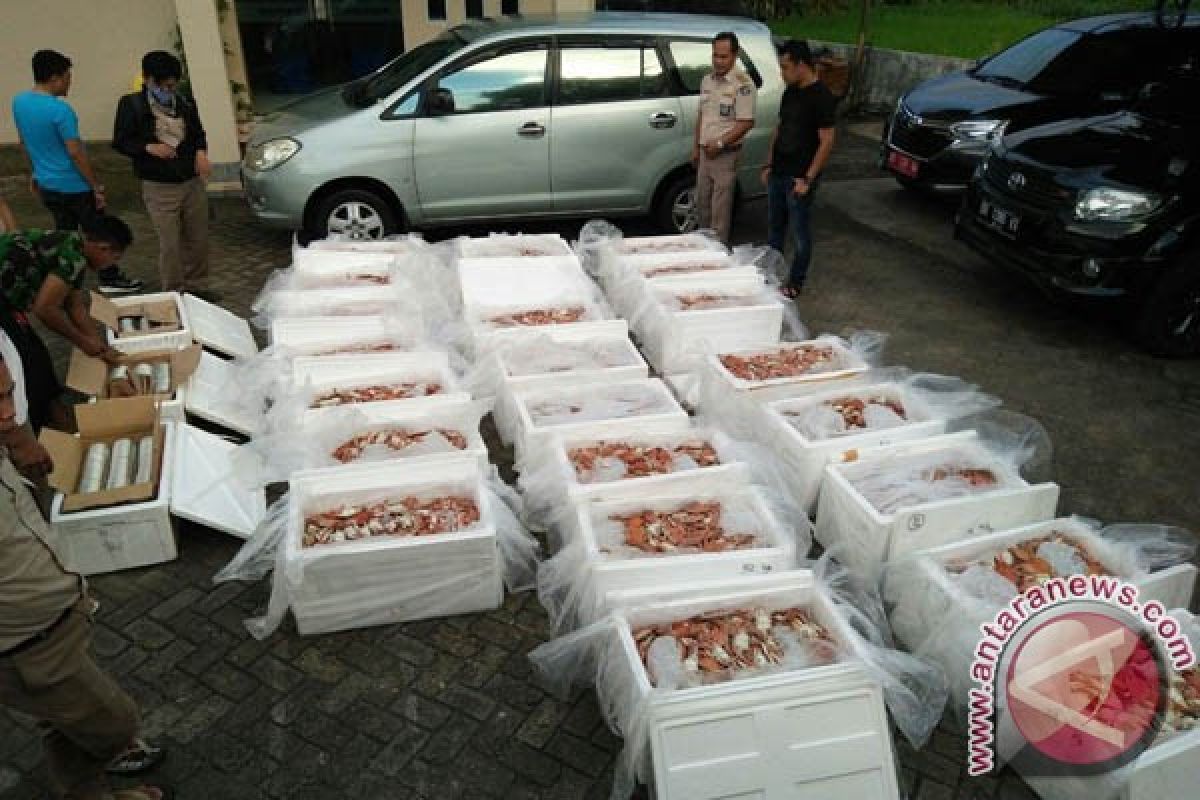 BKIPM Makassar Gagalkan Pengiriman Kepiting Rajungan