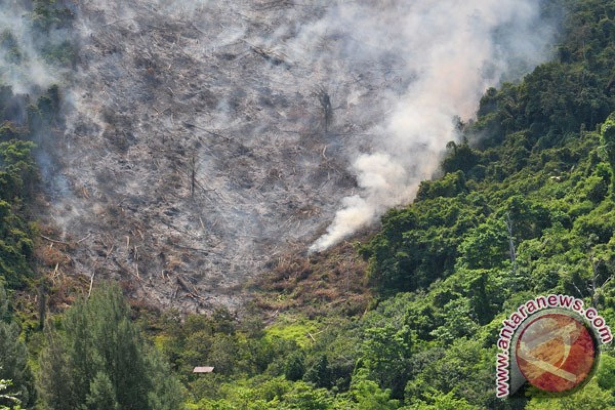 Ribuan hektare hutan dirambah di Aceh