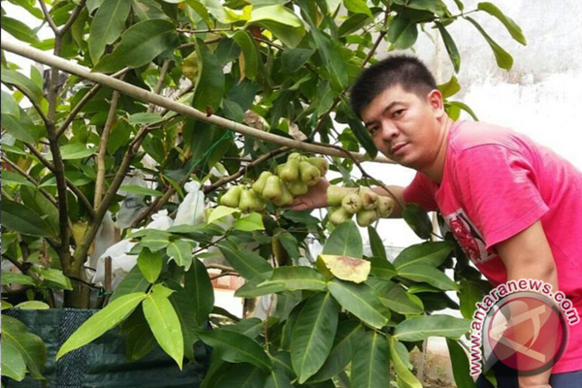 Manisnya Peluang Bisnis Jambu Madu di Pontianak