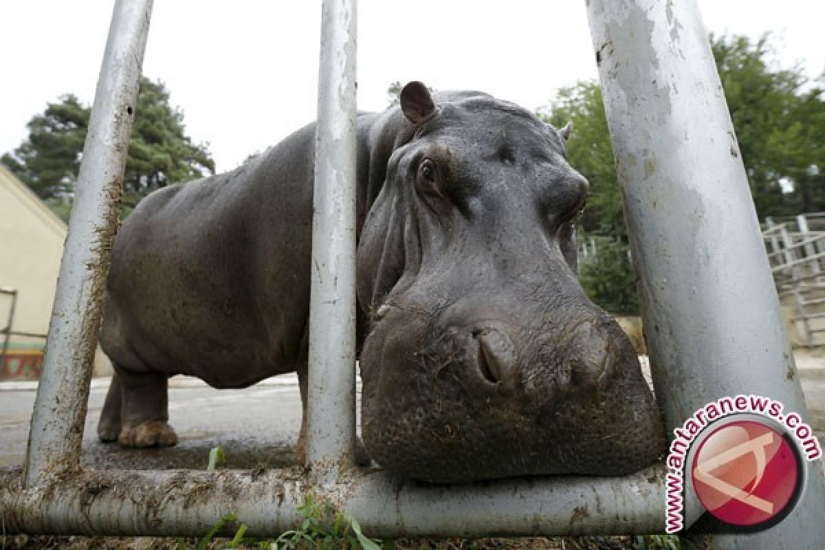 Kuda Nil Kerdil Lahir di Taman Safari Indonesia