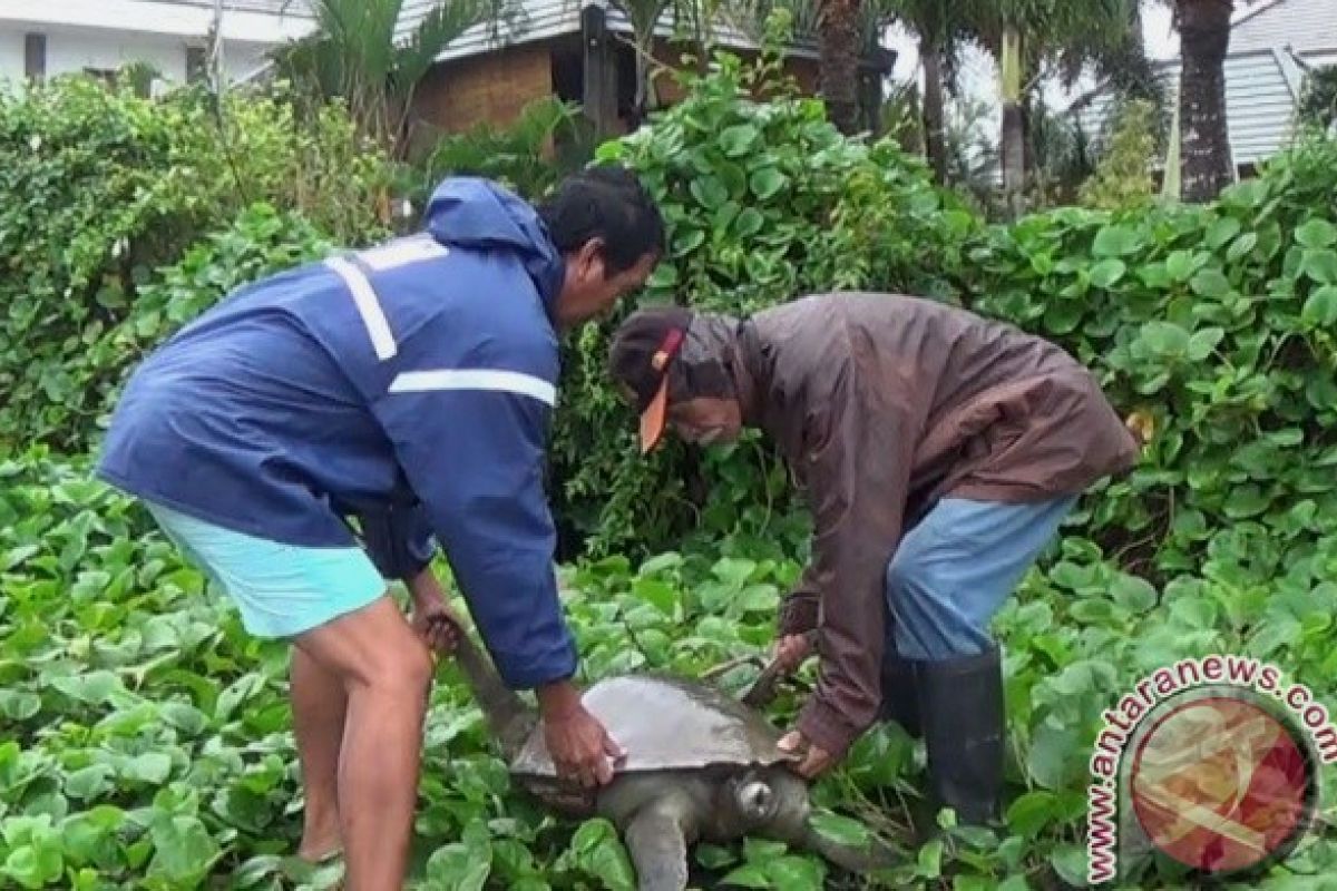 Penyu yang Dilindungi Mati di Pantai Jembrana