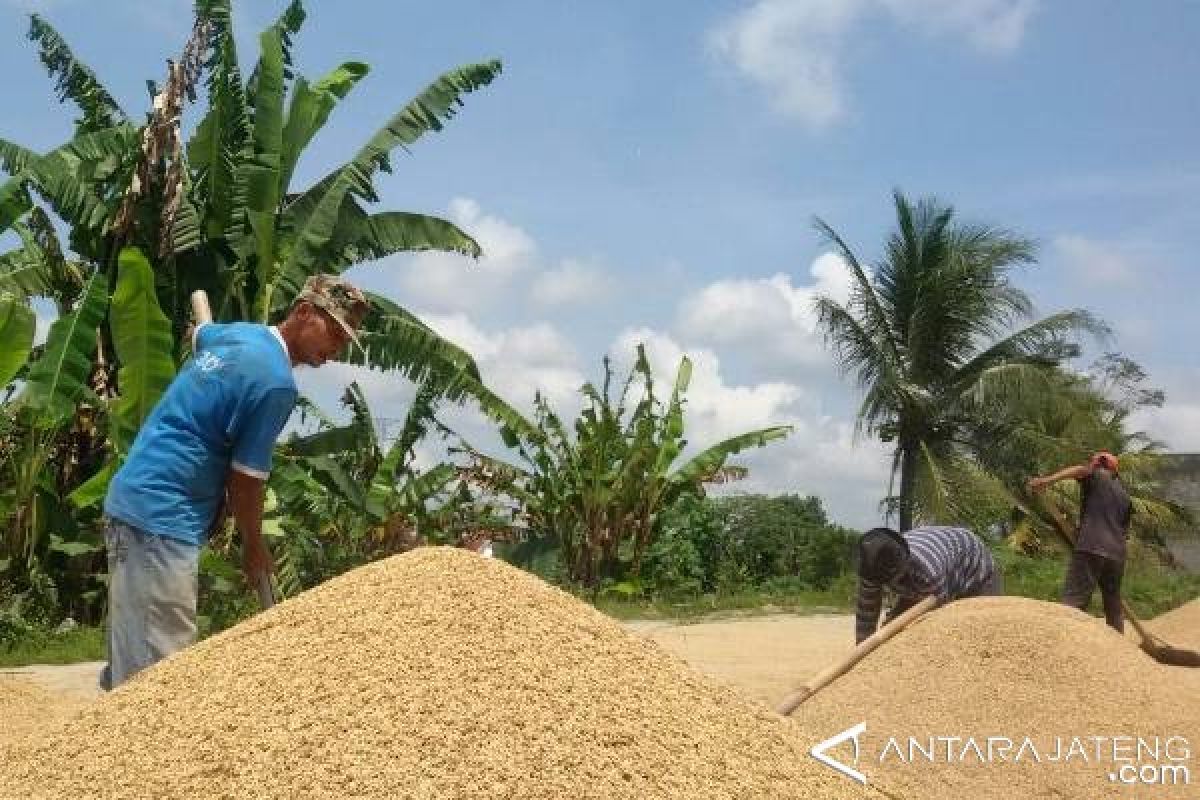 Petani rasakan sejahtera saat harga gabah tinggi