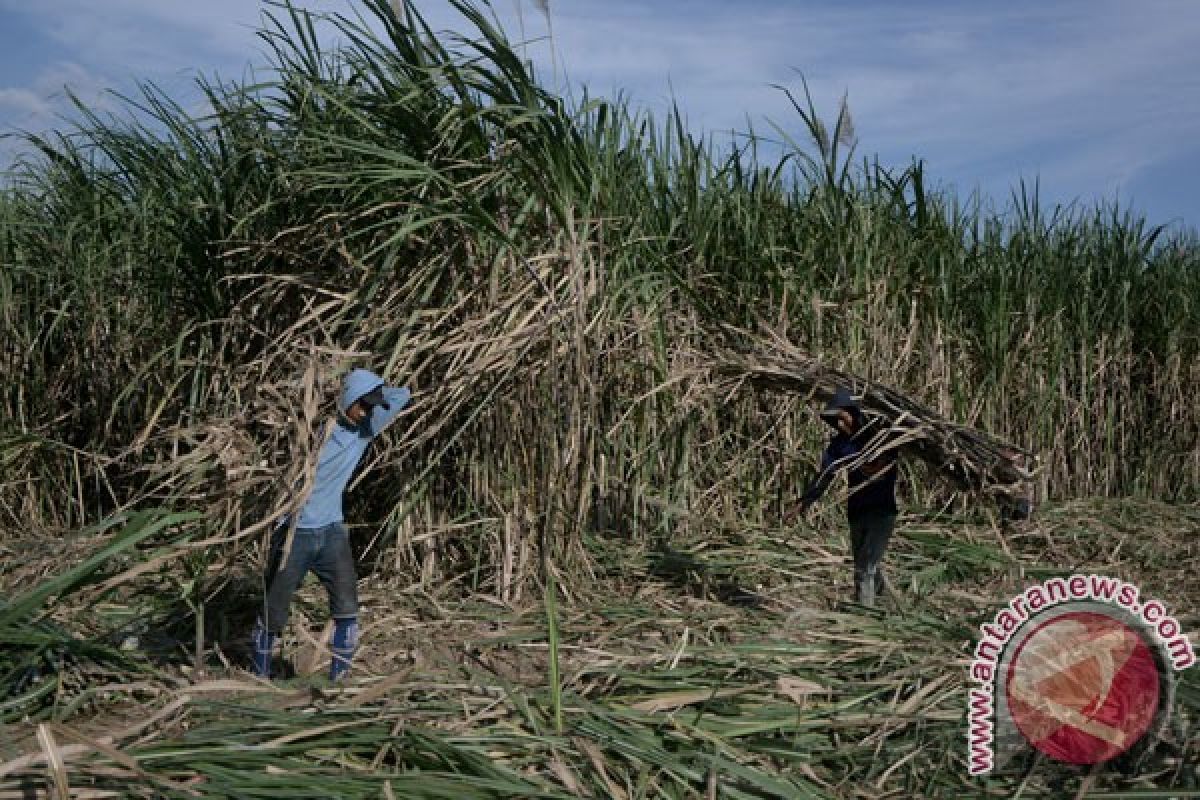 Petani tebu Kudus akan demo ke Jakarta