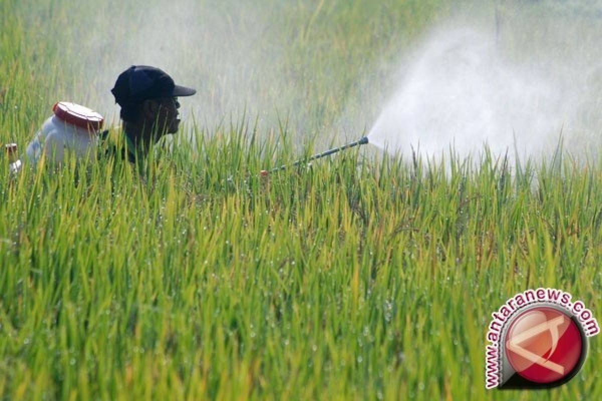 25 hektare tanaman padi diserang hama