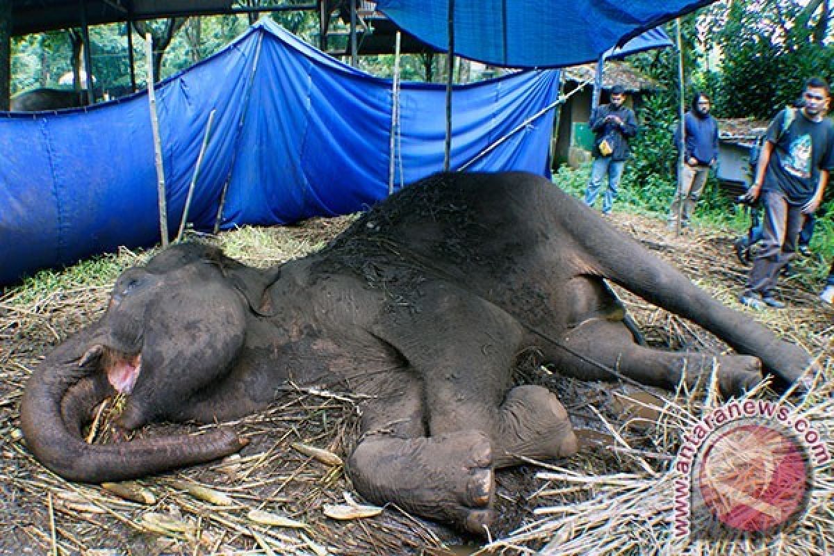 Satu gajah liar mati tanpa gading