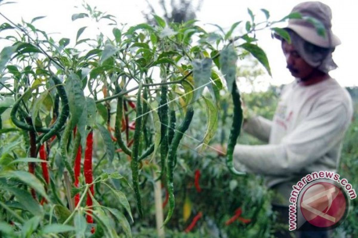 Disperindag: cabai rawit di pasar produksi lokal