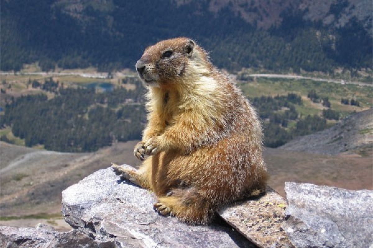 Mongolia sita 22 bangkai marmot karena diduga sebagai penyebar wabah pes