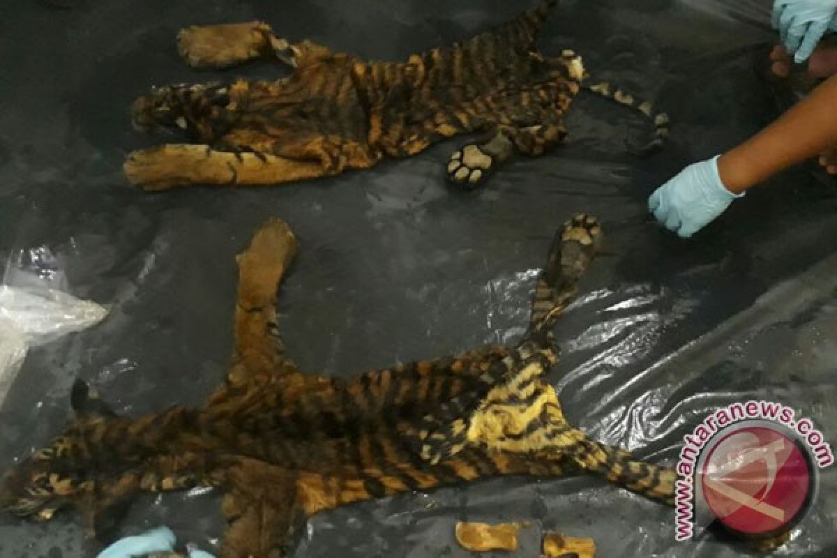 TigerHeart pantau perdagangan bagian tubuh harimau