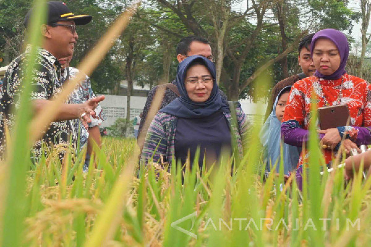 Kemenko Perekonomian: Produksi Padi di Jember Tertinggi di Indonesia (Video)