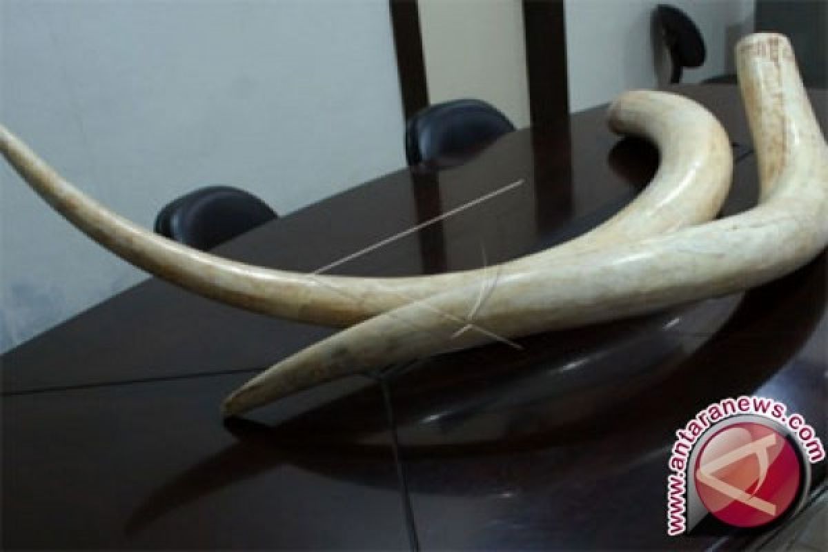 Ribuan Gading Gajah Disita Dari Tangan Pedagang di Beijing